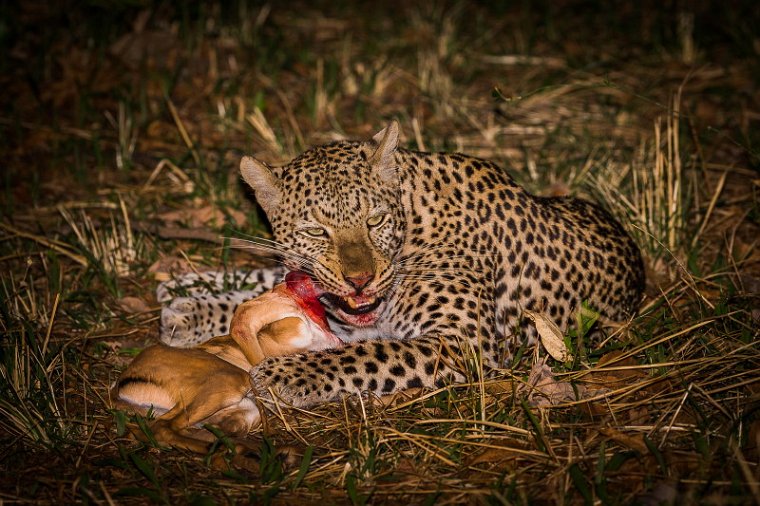 135 Zambia, South Luangwa NP, luipaard.jpg